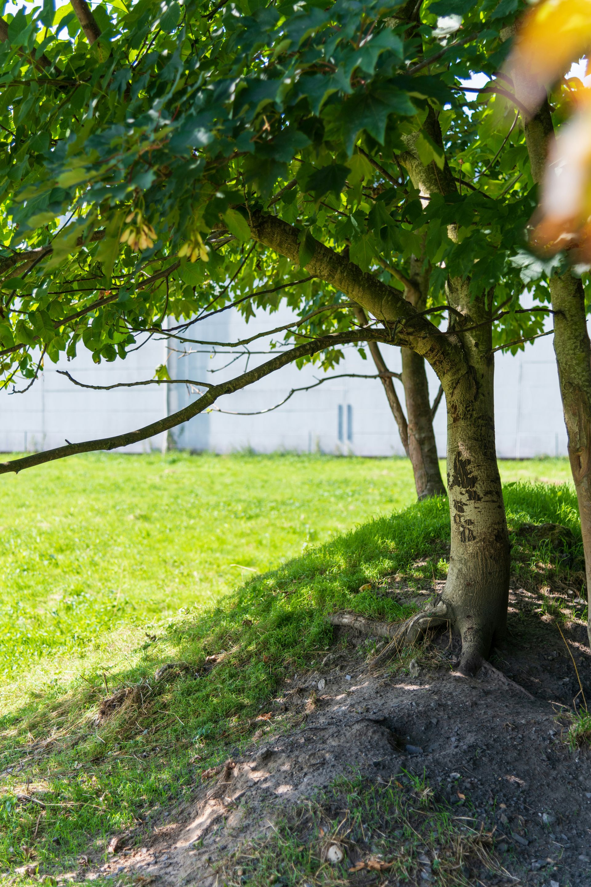 Trees with green leaves on a sunny day