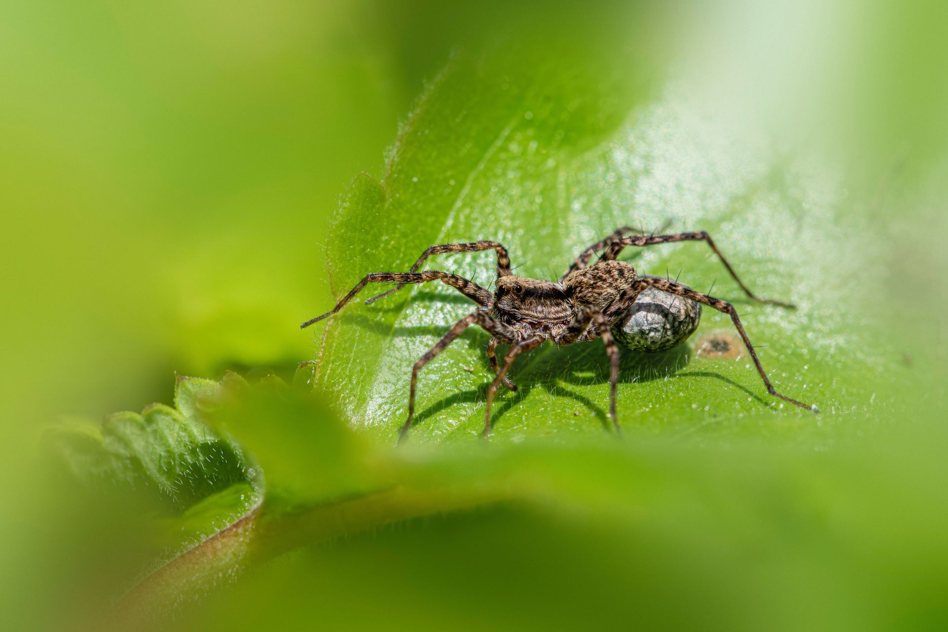 Close-up of a wolf spider on a green leaf, showcasing its natural habitat and predatory nature.