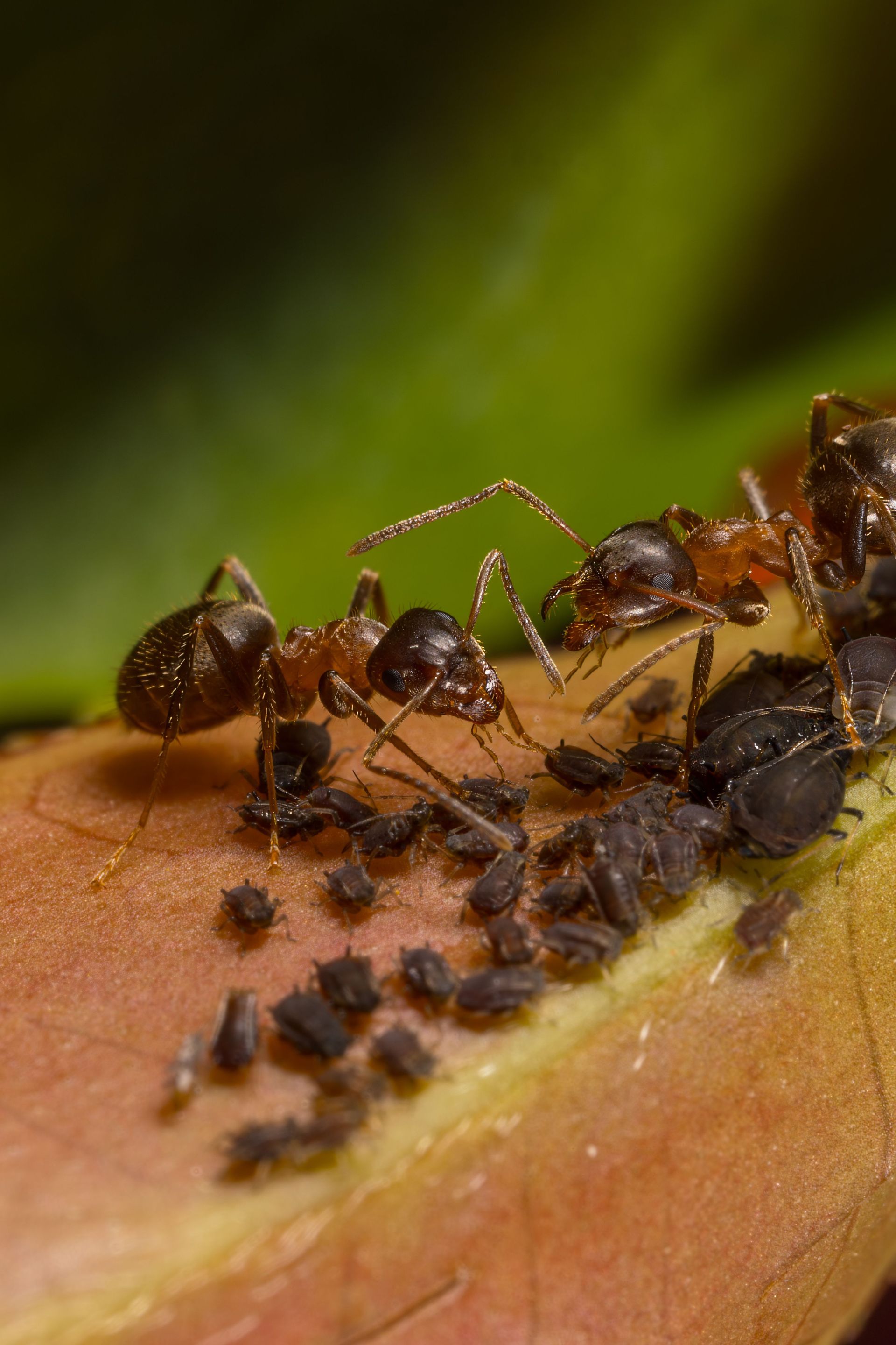 Detailed macro view of ants interacting with aphids on a leaf.