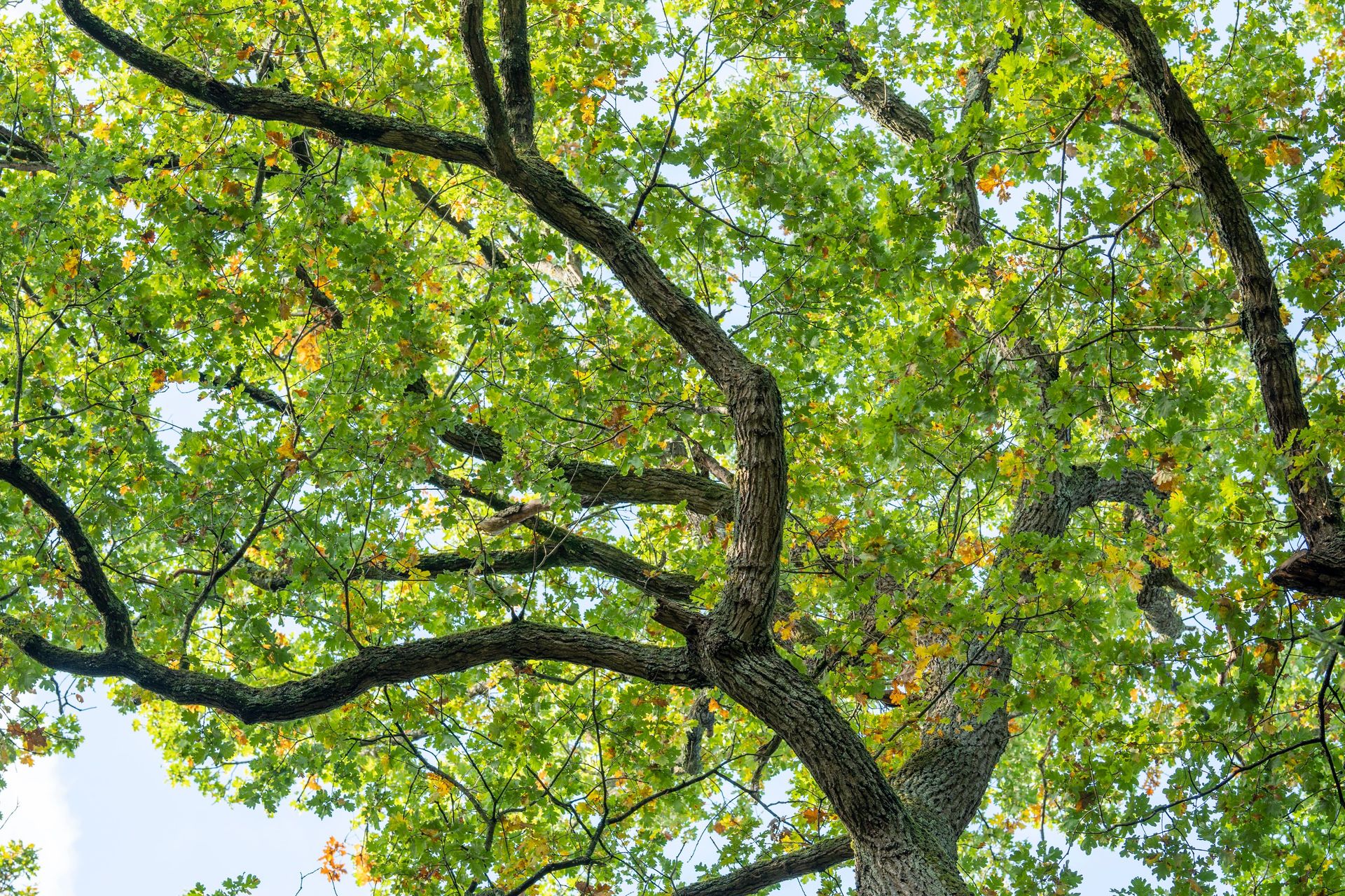 Vibrant green oak tree branches with fresh leaves basking in sunlight, viewed from below.