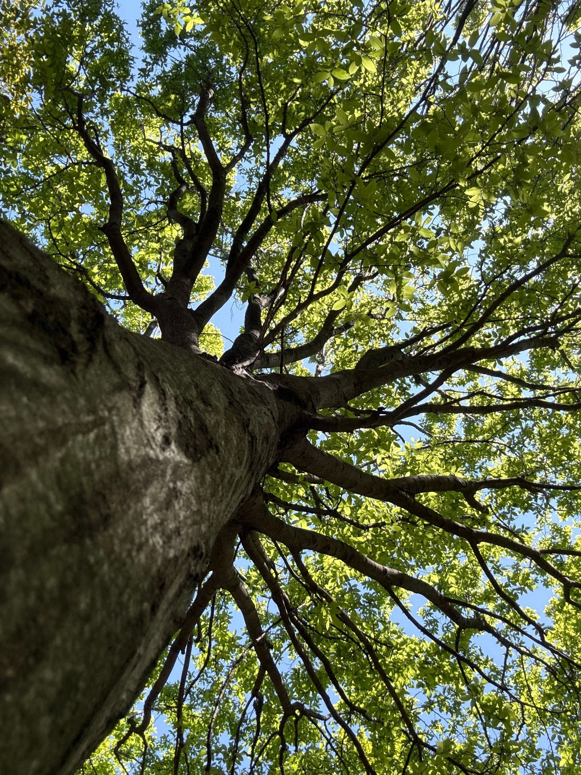 Looking up at a sprawling tree canopy with lush green leaves in daylight.
