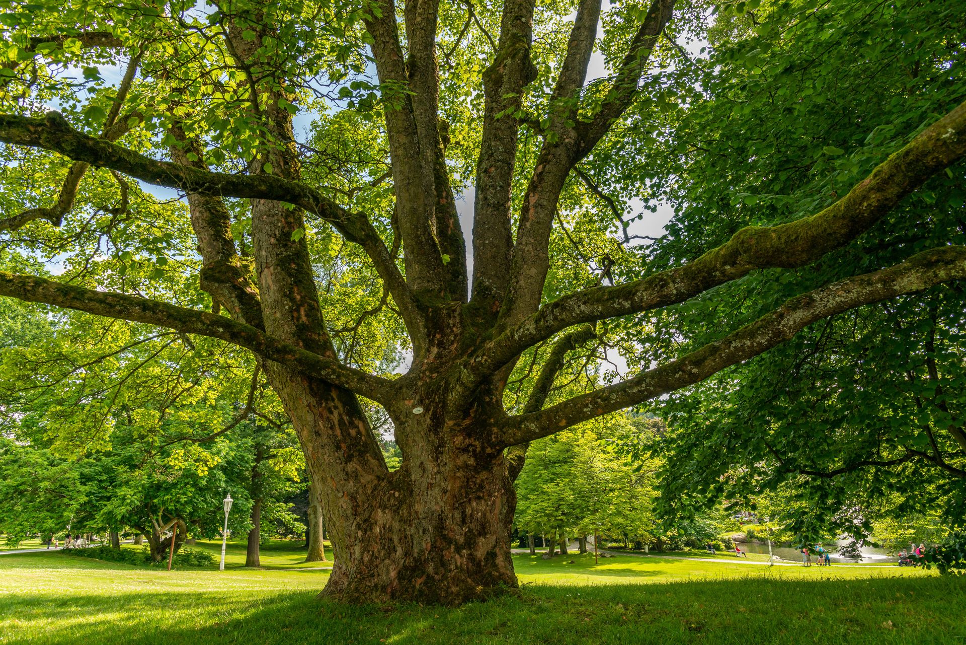 A wide-angled view of a vibrant park showcasing a majestic tree with sprawling branches under a bright sunny sky.
