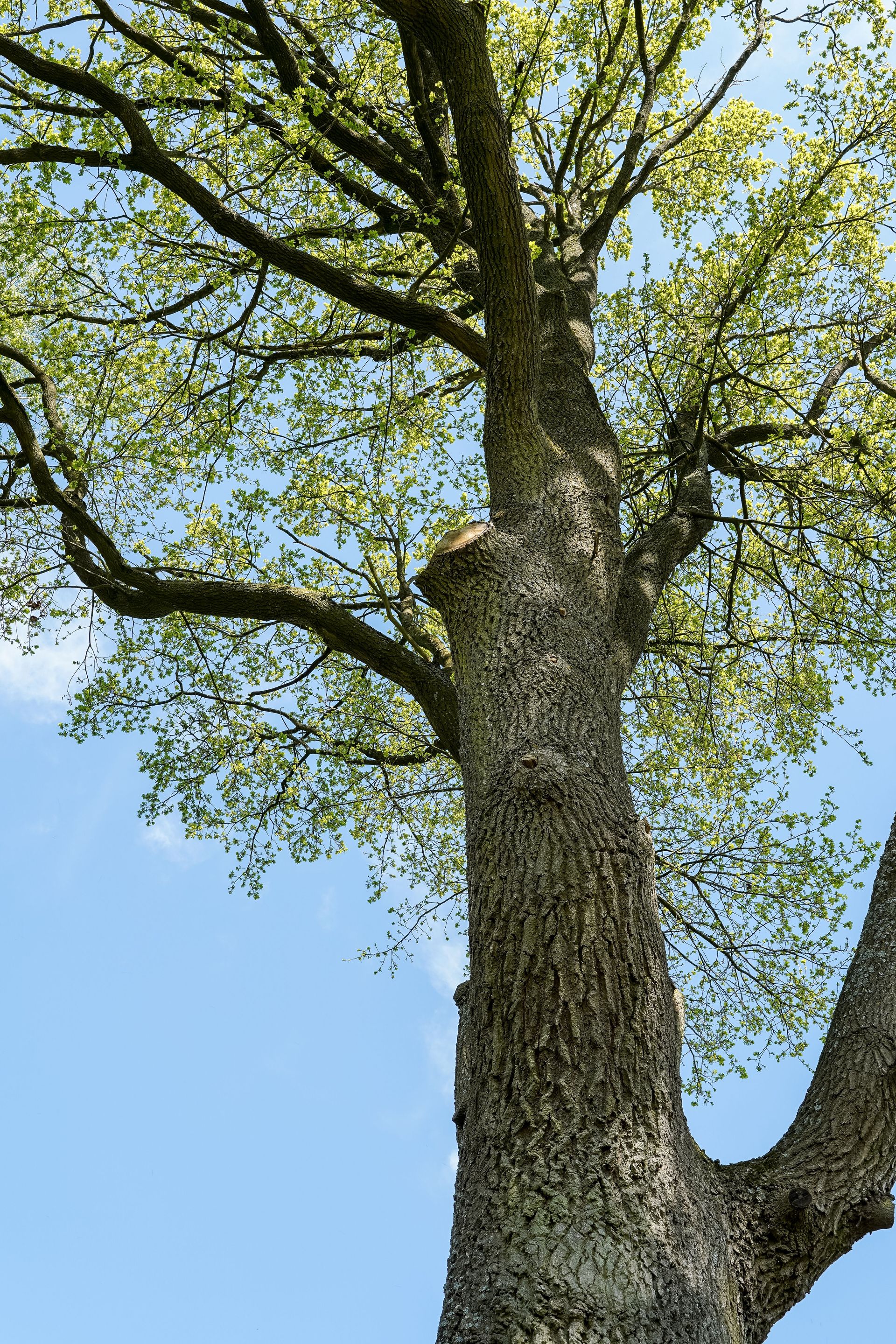 View of a majestic oak tree reaching skyward in Salzgitter, Germany, showcasing vibrant spring foliage.